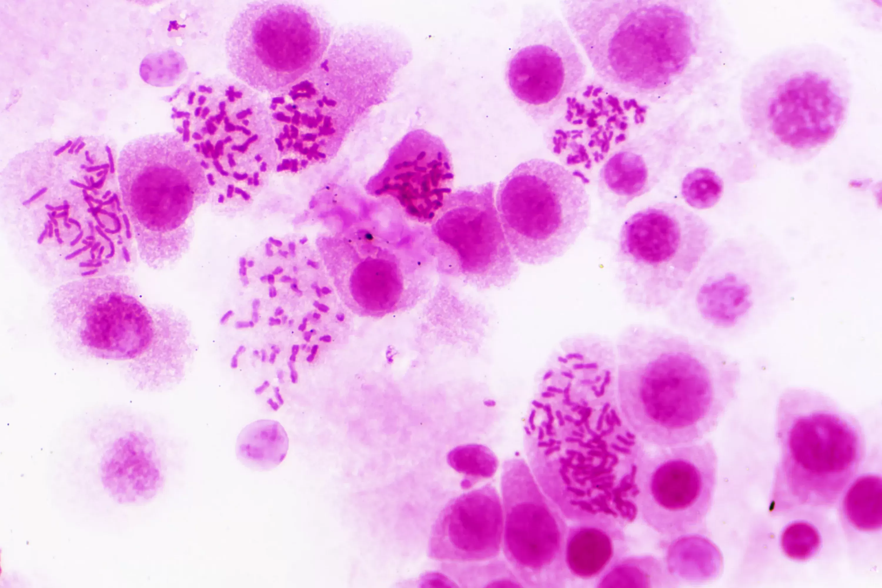 Online Bresser Dauerpräparate: Histologie